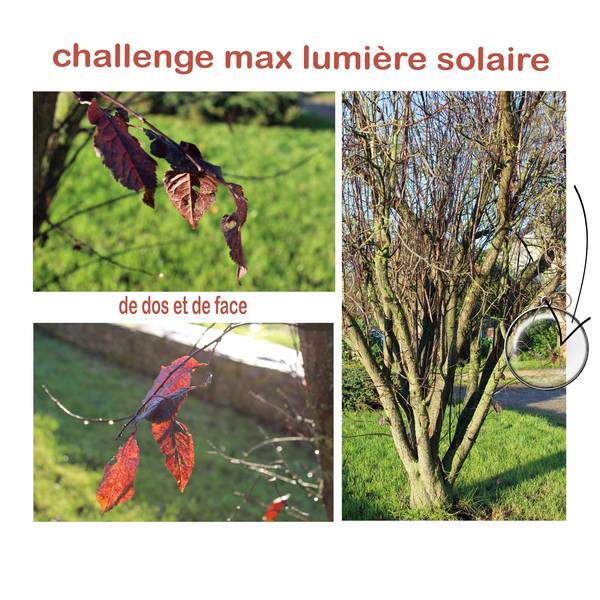 challenges max lumière