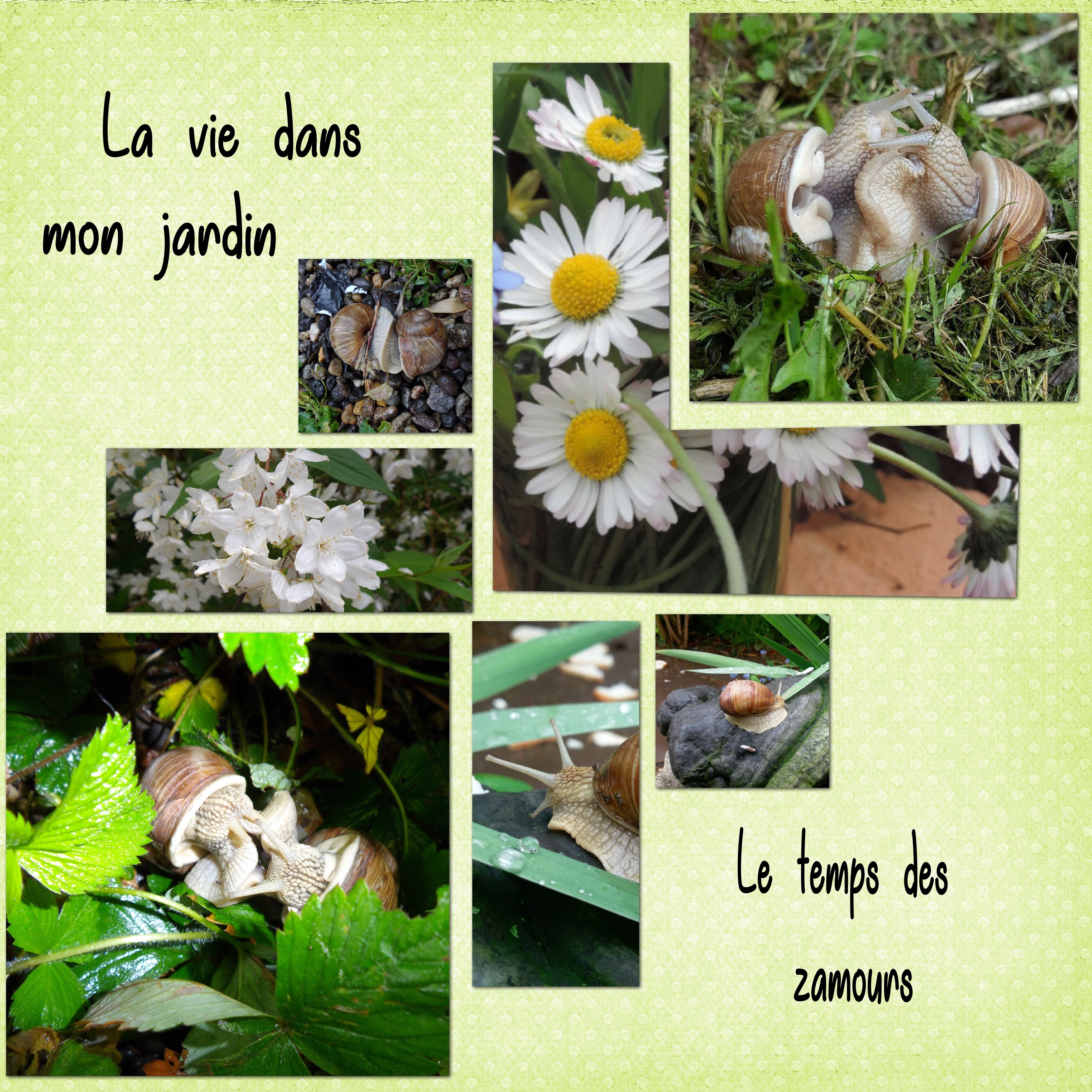 challengesnoopy22- les zamours dans mon jardin.jpg