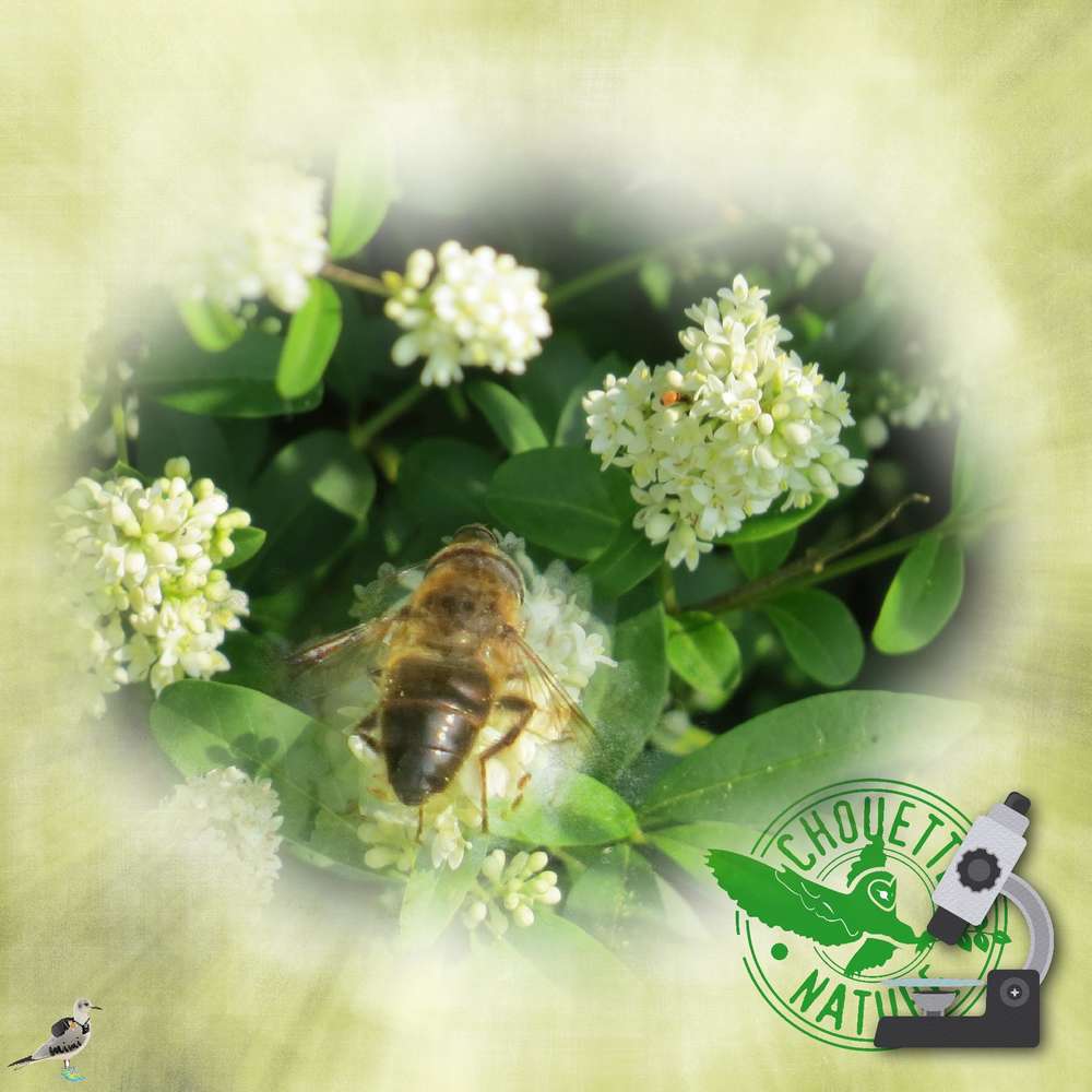 challengestudioscrap-abeille