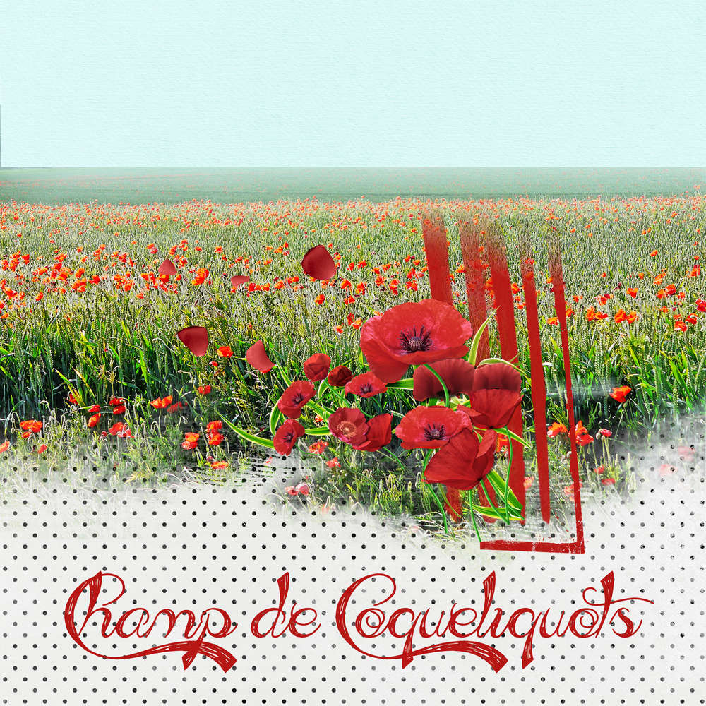 Champ de coquelicots 2