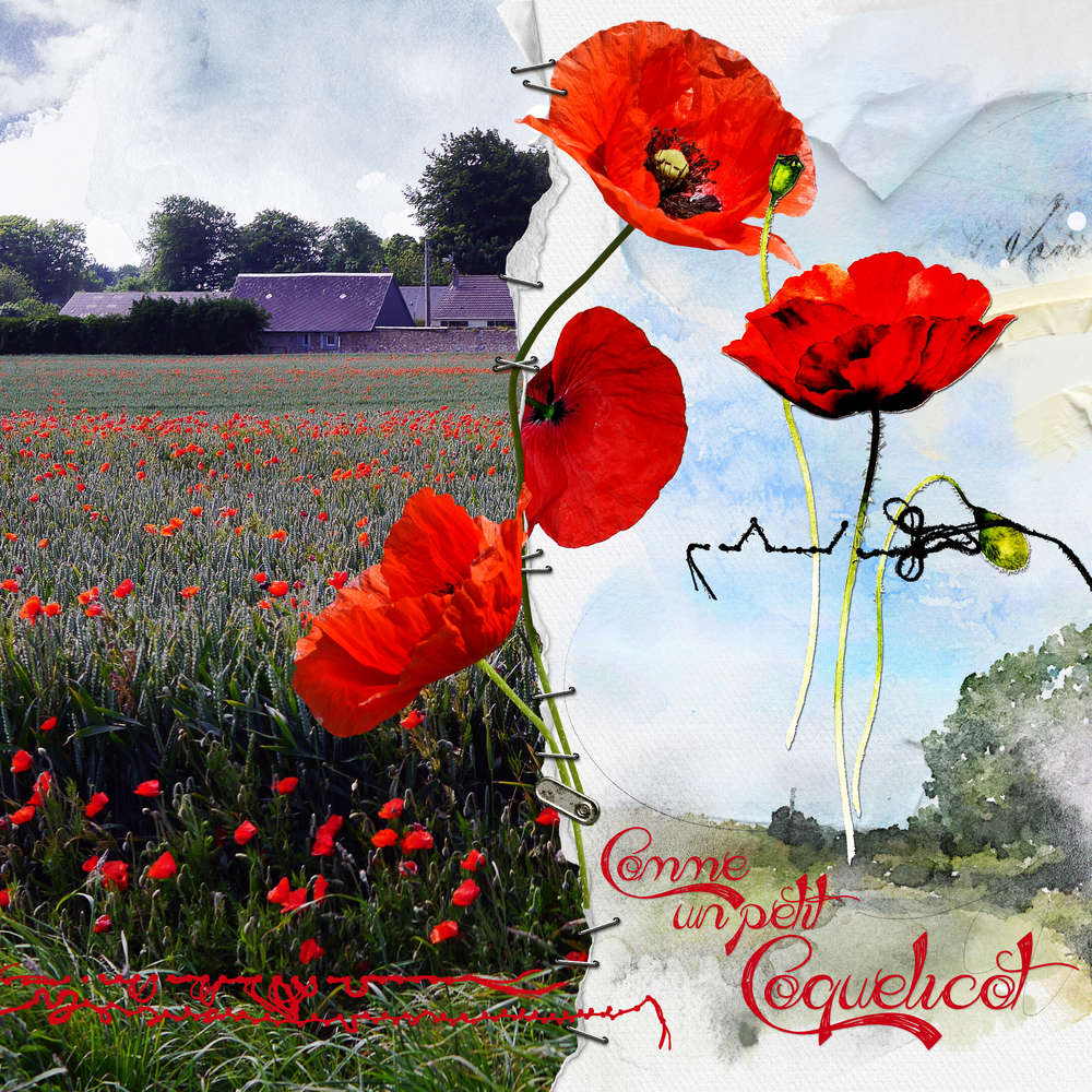 Champ de coquelicots 3