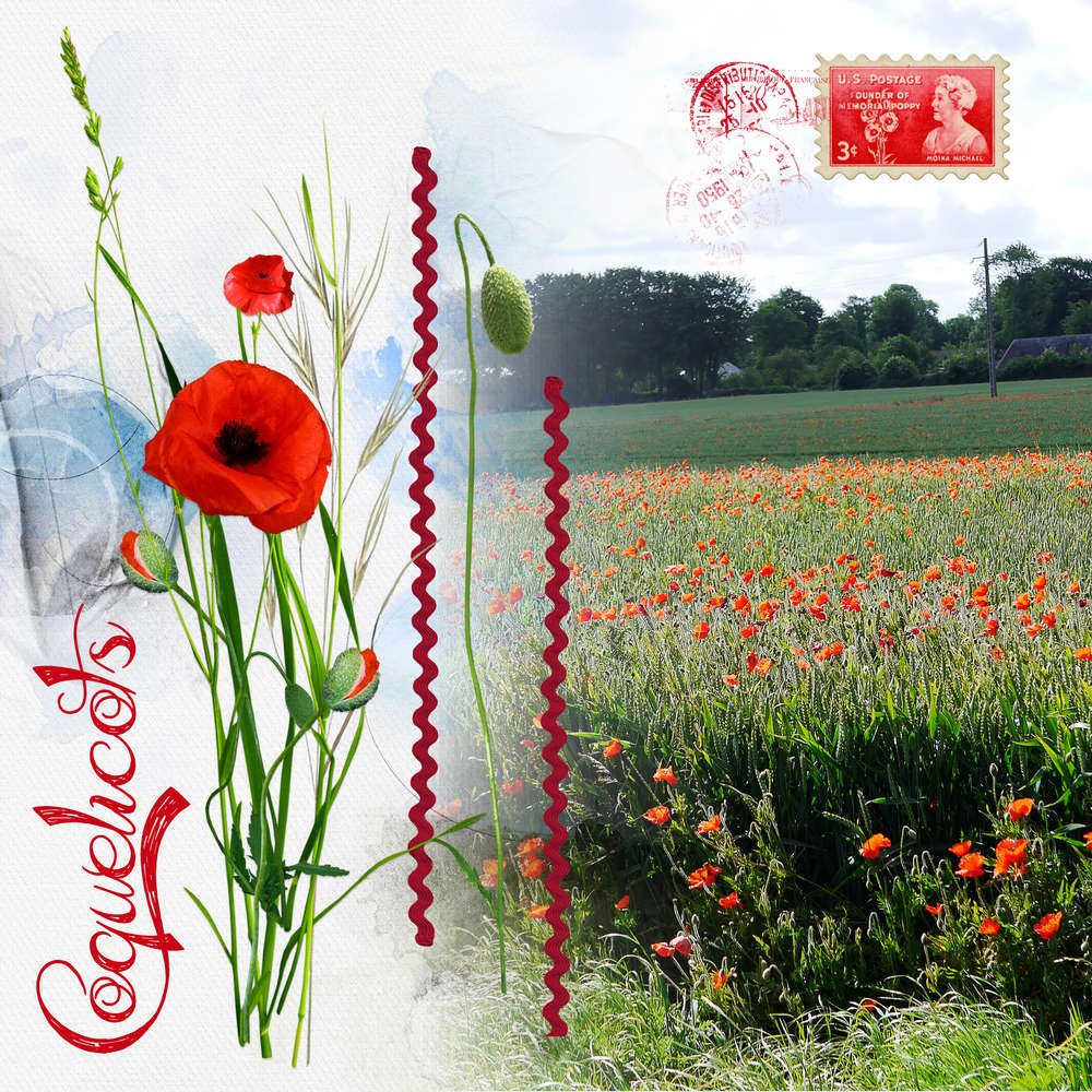 Champ de coquelicots 4
