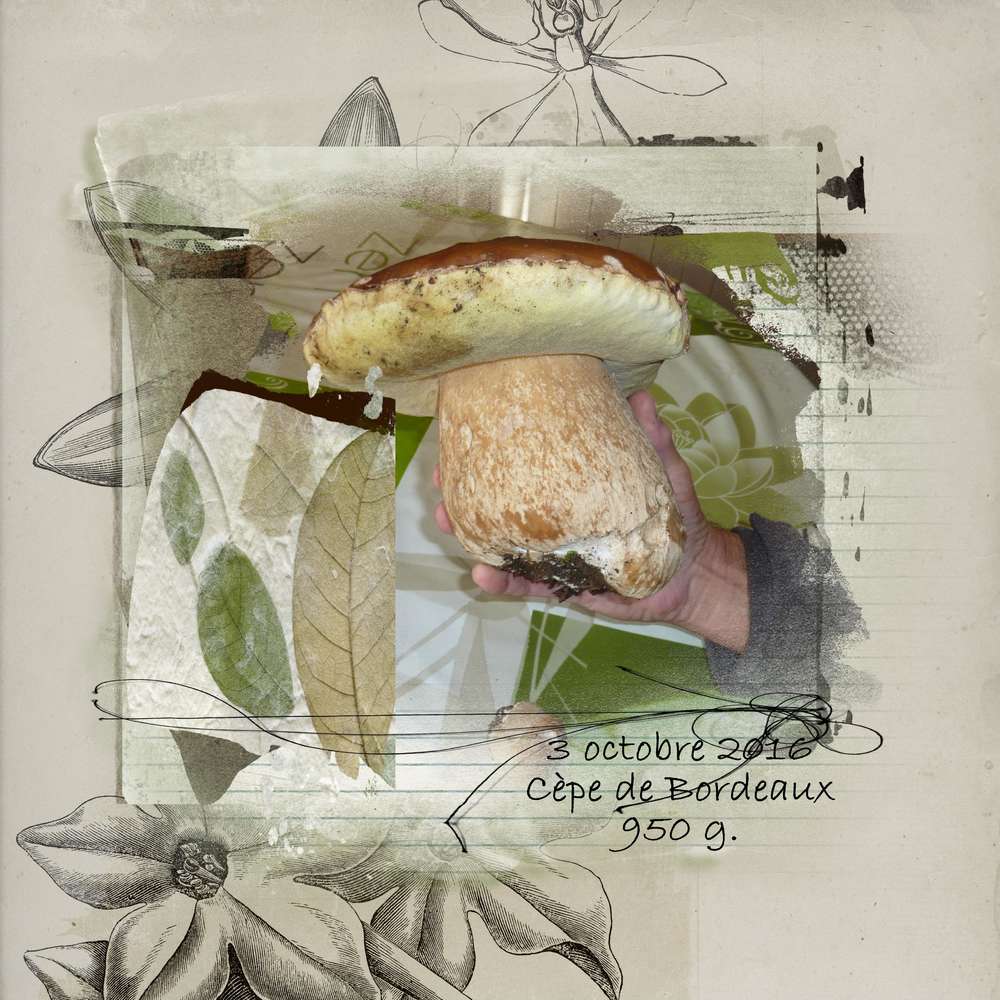 Champignon géant et anniversaire de Max