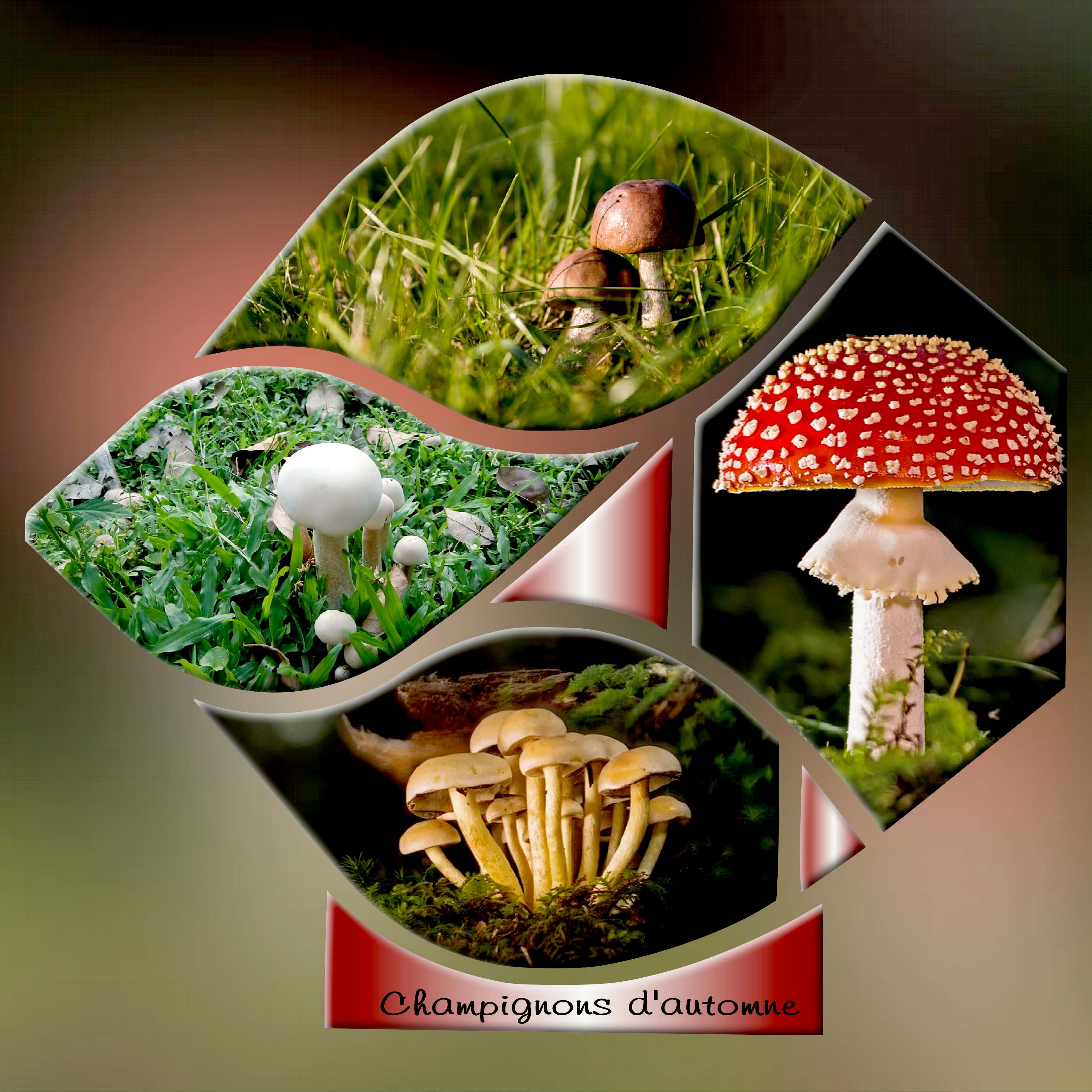 Champignons