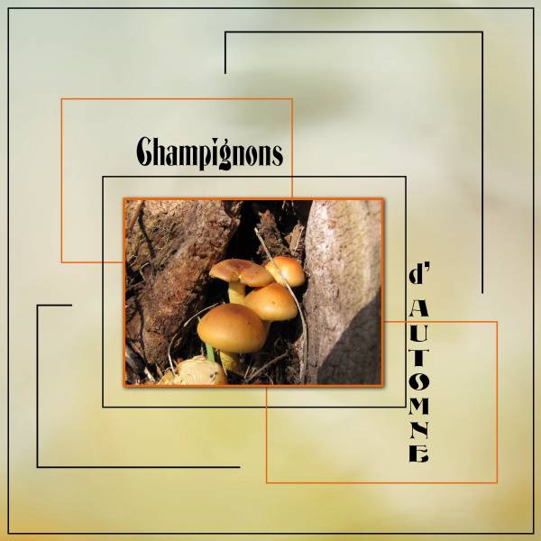 Champignons