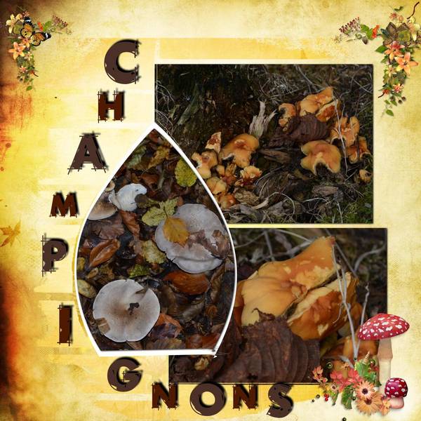 Champignons8