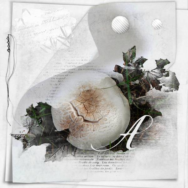 Champignons_dans_ma_pelouse