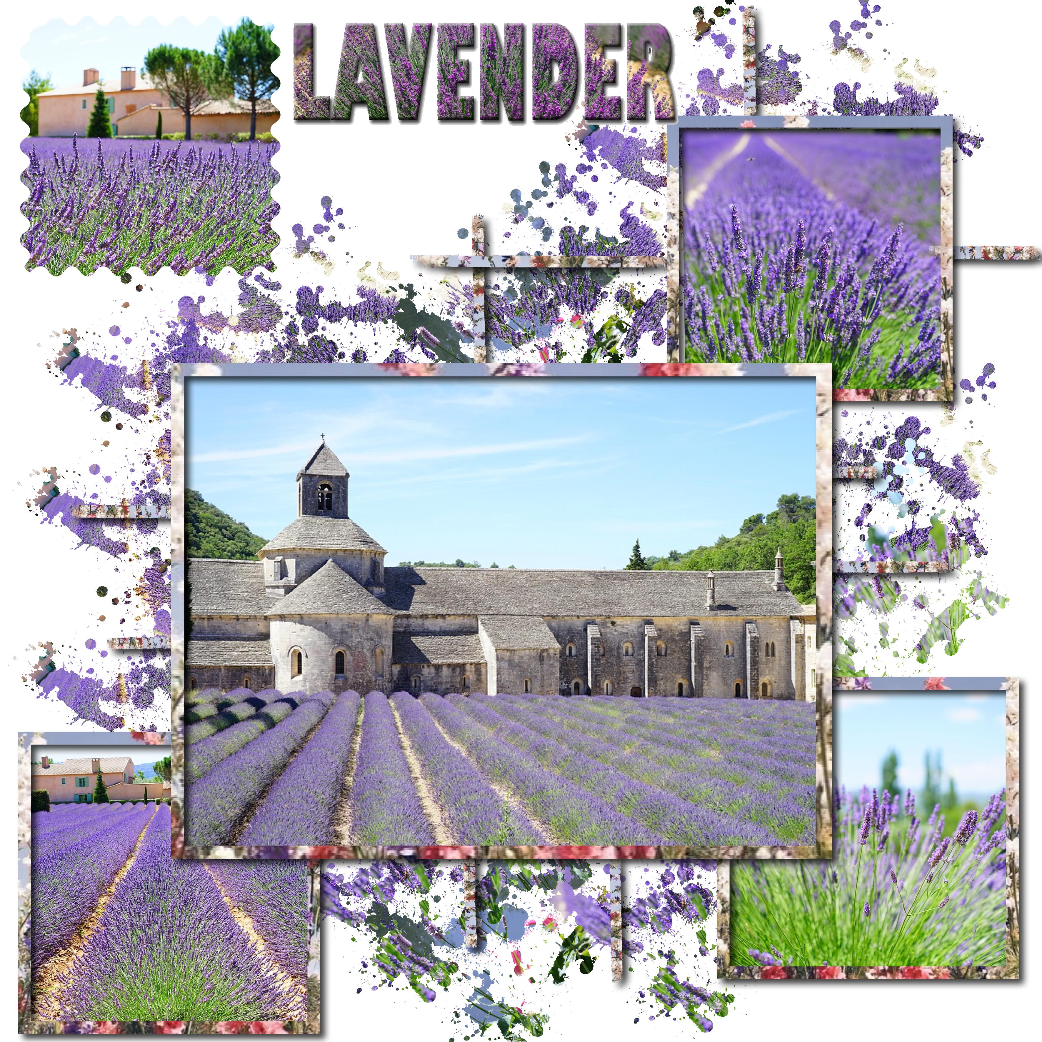 champs de lavande.jpg