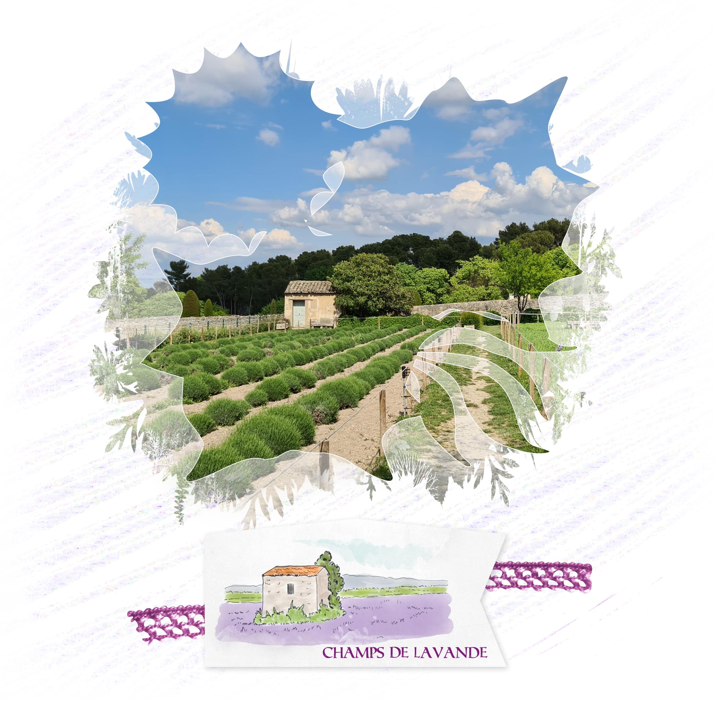 champs de lavande mai 22.jpg