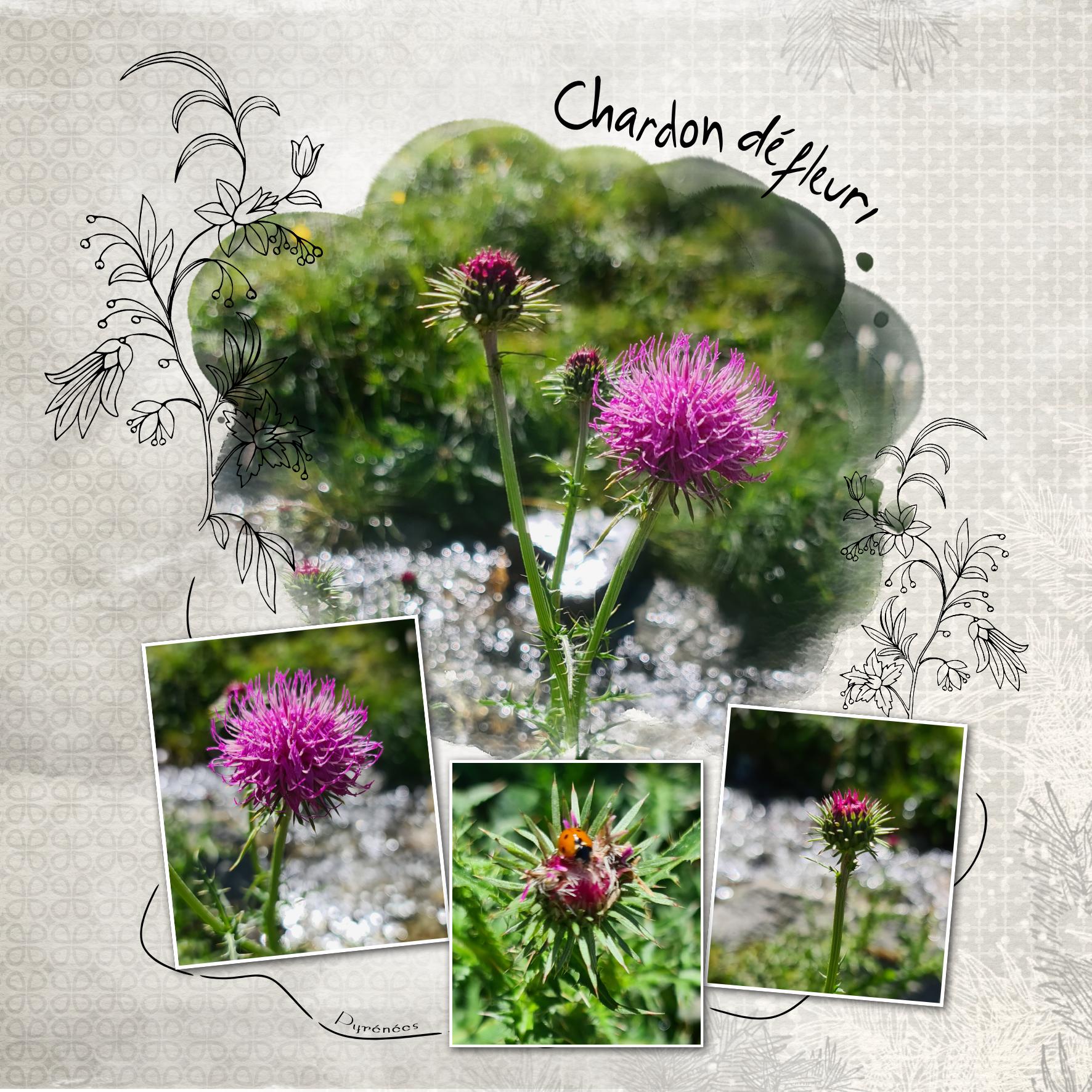 chardon defleuri .jpg
