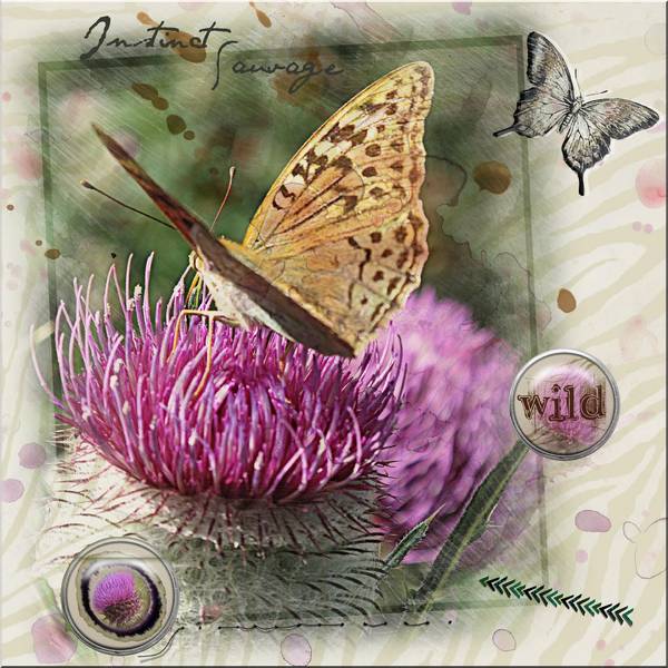 Chardons du Roussillon