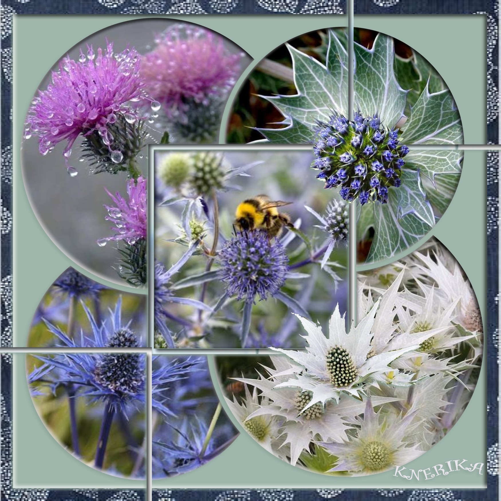 chardons fleuris, 17 08 2020 OK.jpg