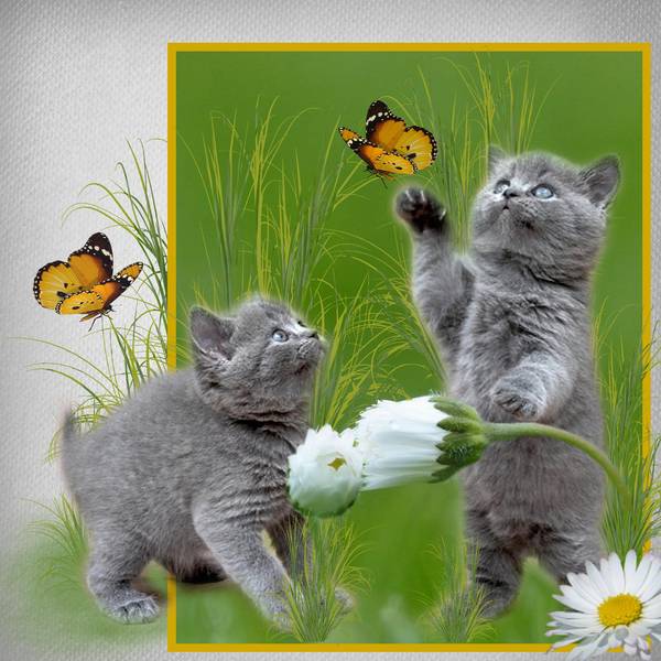 Chasse aux papillons
