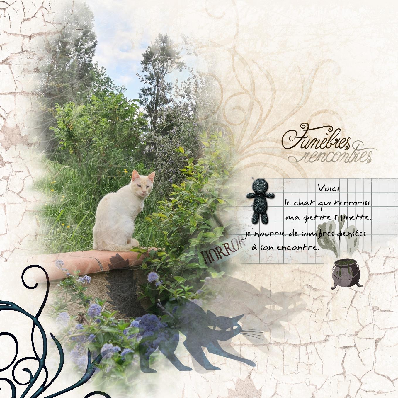 Chat blanc mai 22.jpg