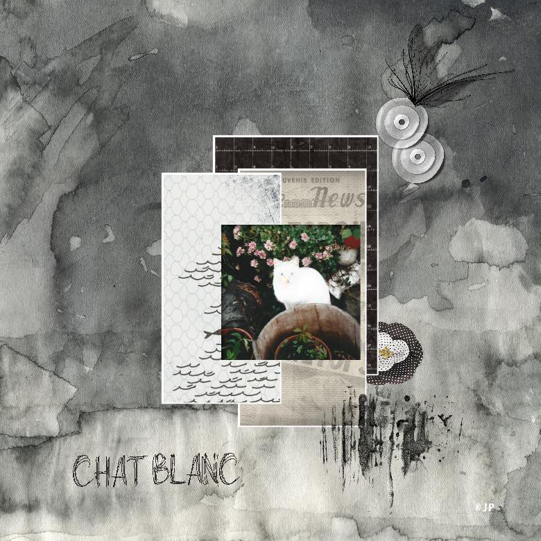 chat blanc