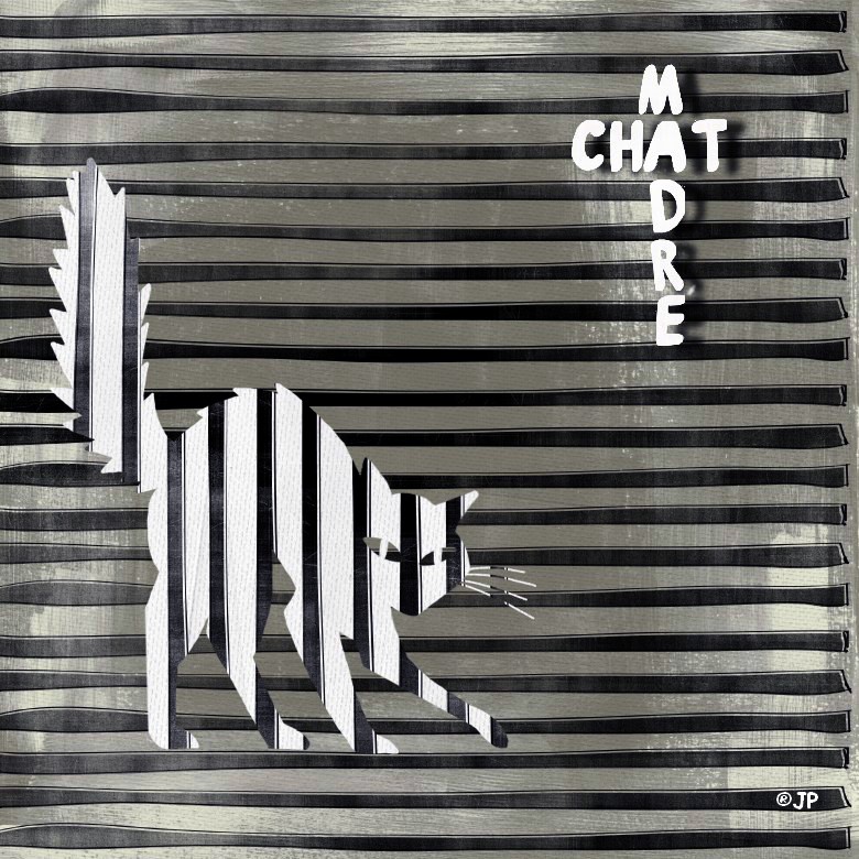 chat madré.jpg
