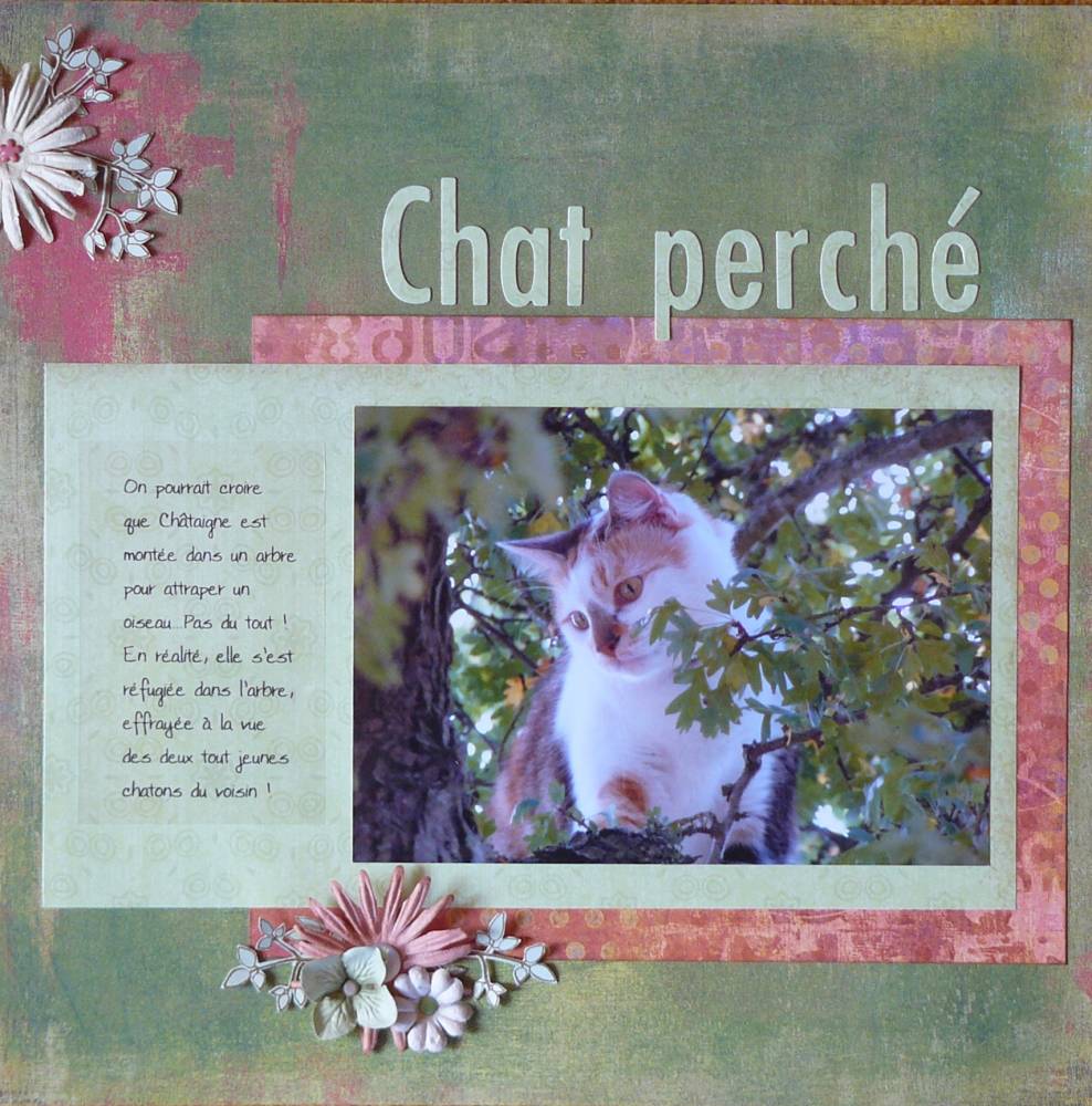 Chat perché