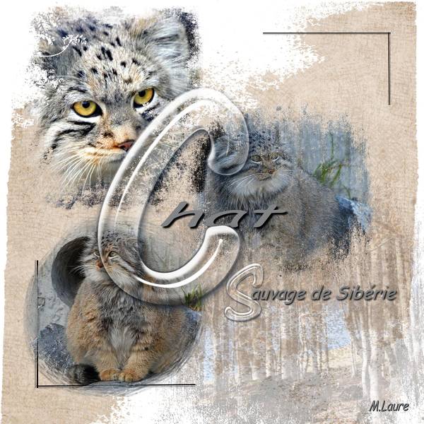 Chat sauvage de Sibérie défi Mamyrose