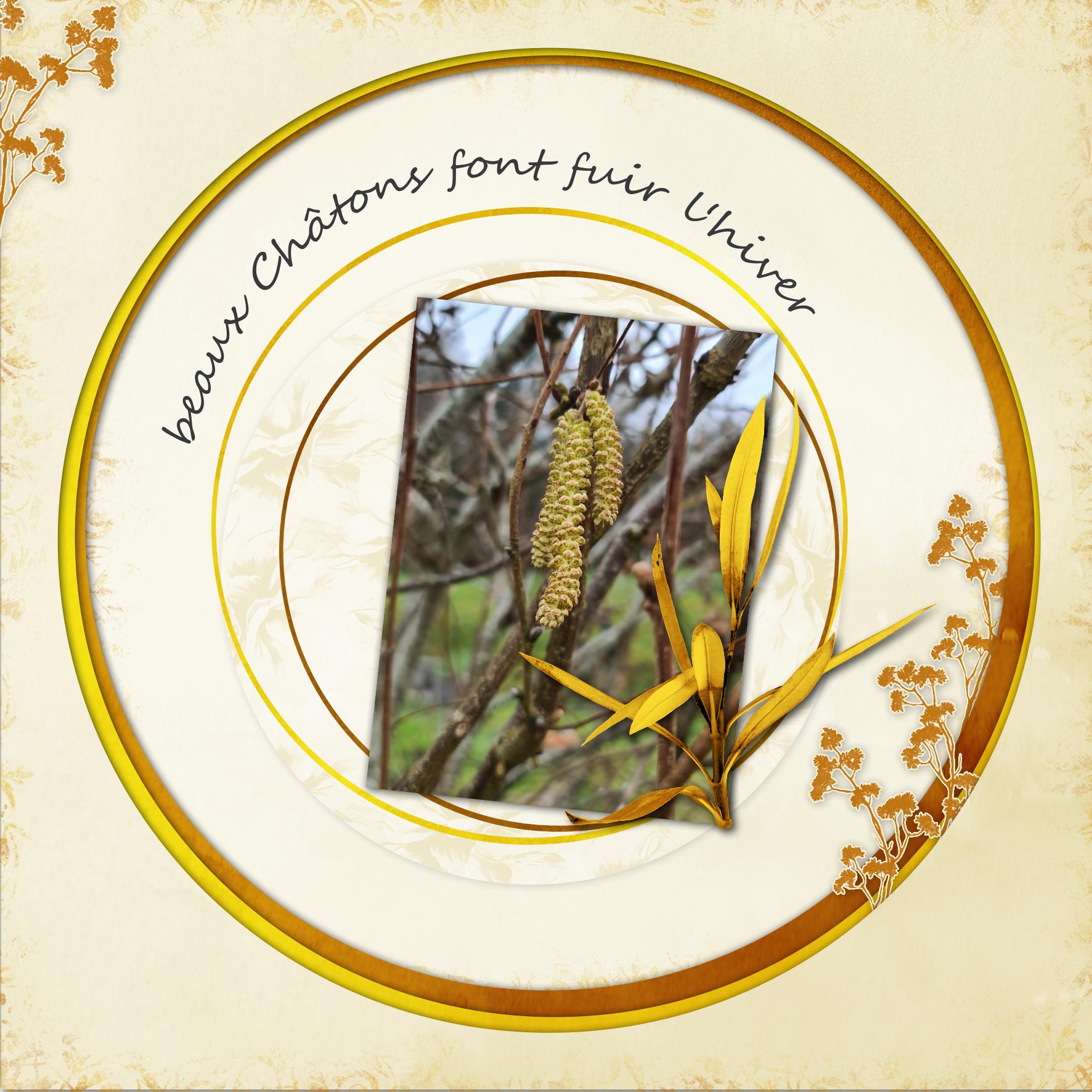 châtons fev 23 v1.jpg