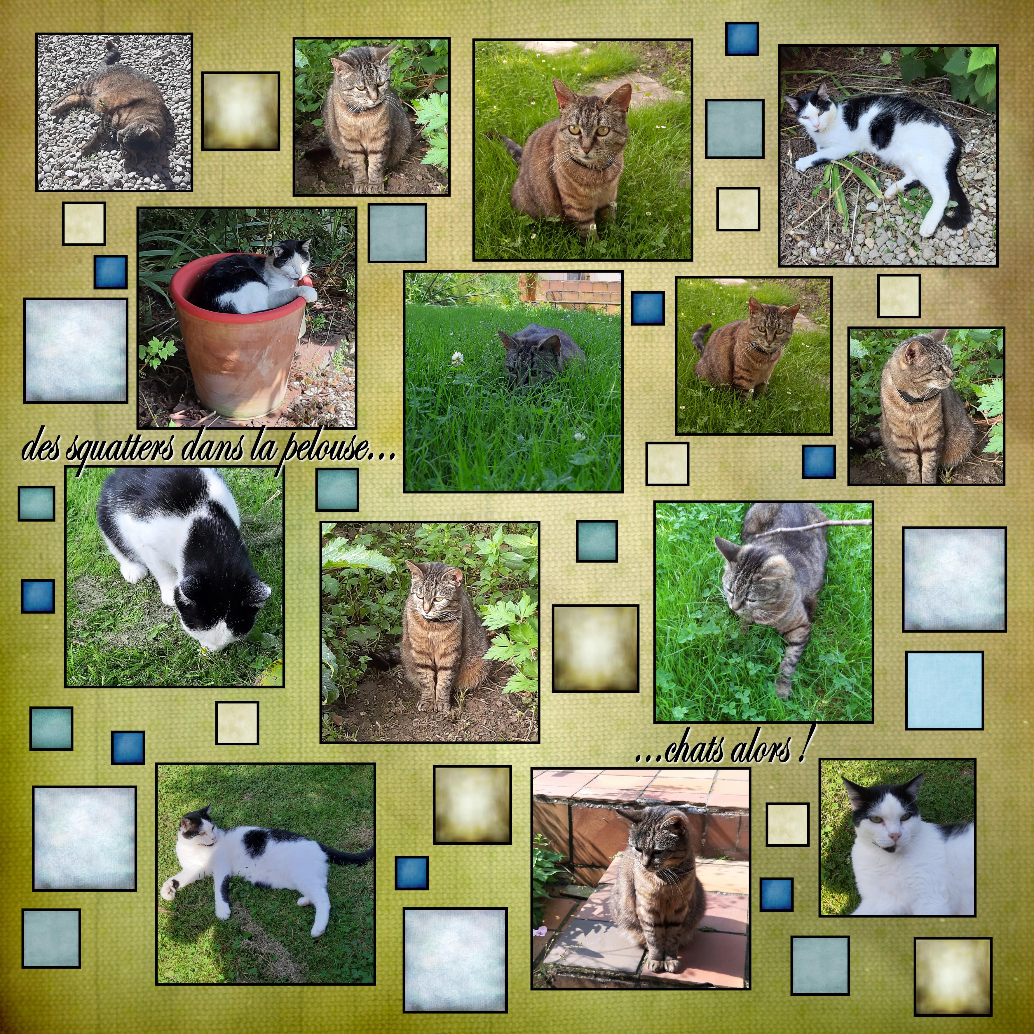 chats 1.jpg
