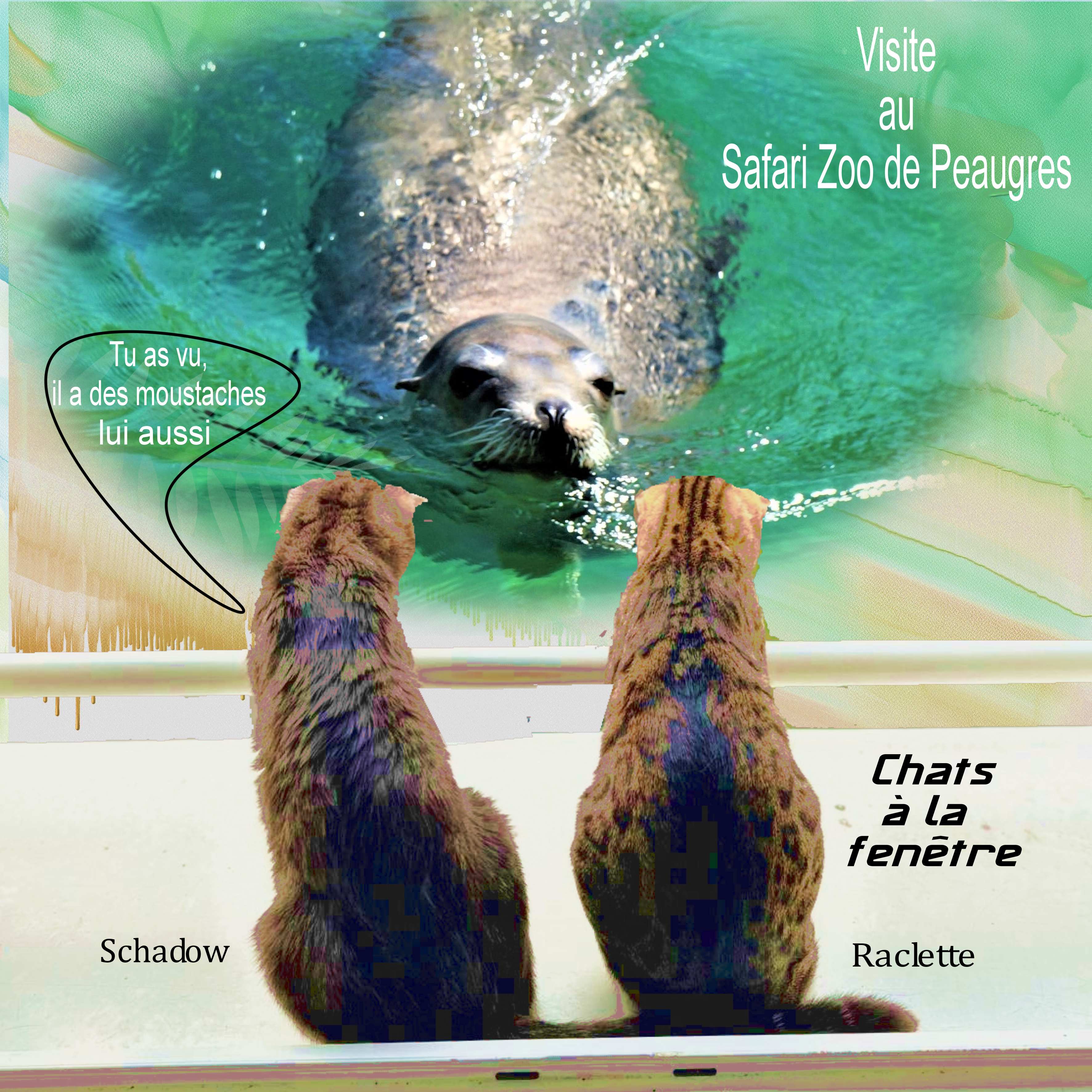 chats à la tenêtre.jpg