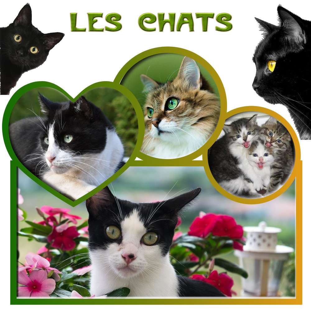chats en famille
