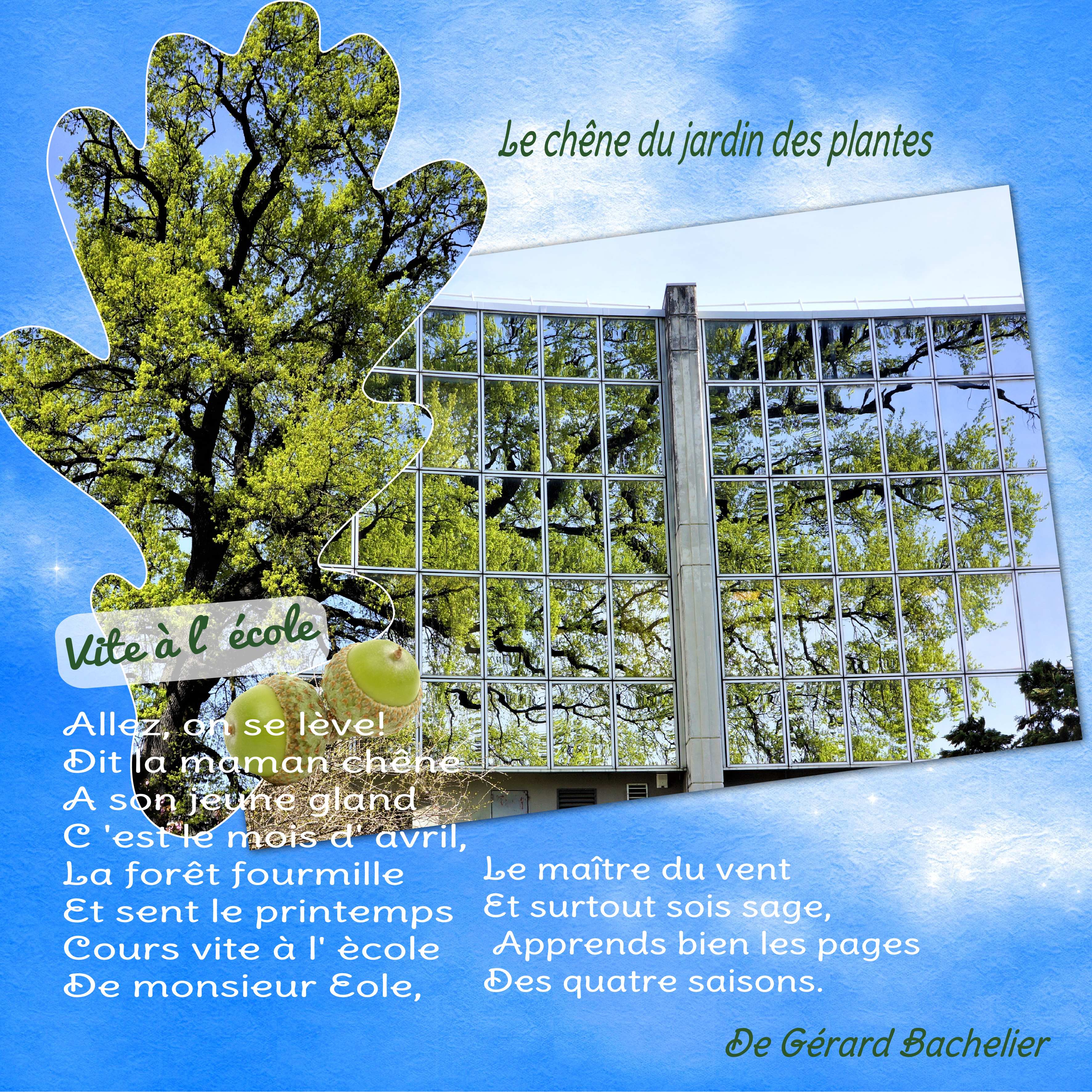 Chêne ( 06 04 2023).jpg