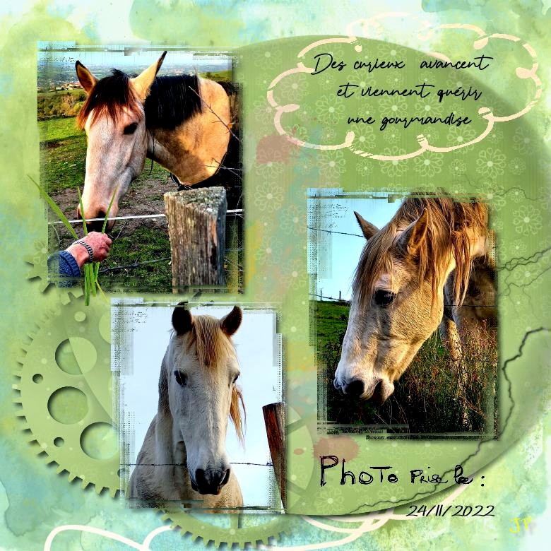 chevaux 24 11 2022 .jpg