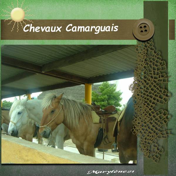 CHEVAUX CAMARGUAIS