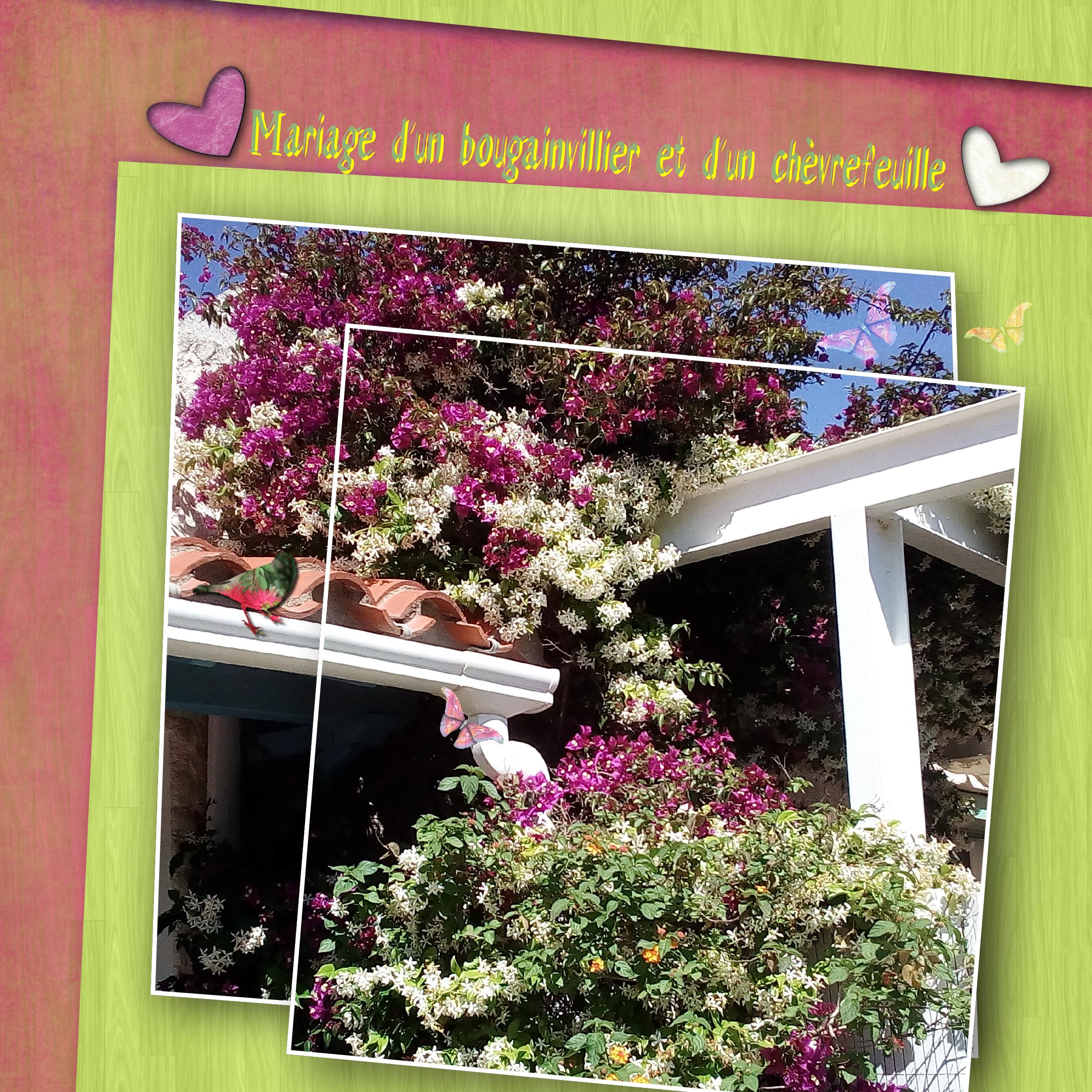 Chèvrefeuille et bougainvillier.jpg