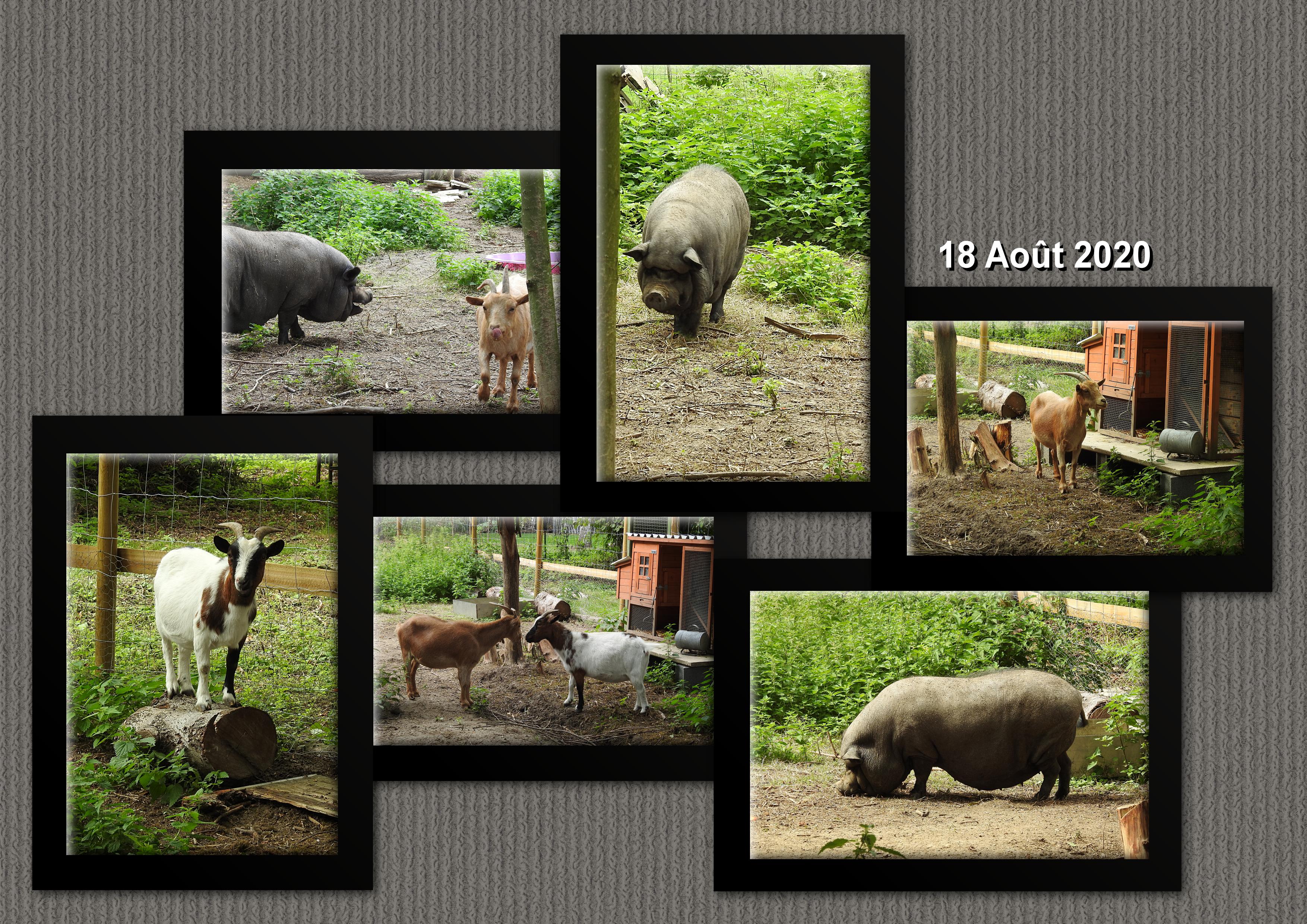 CHEVRES ET COCHON NOIR