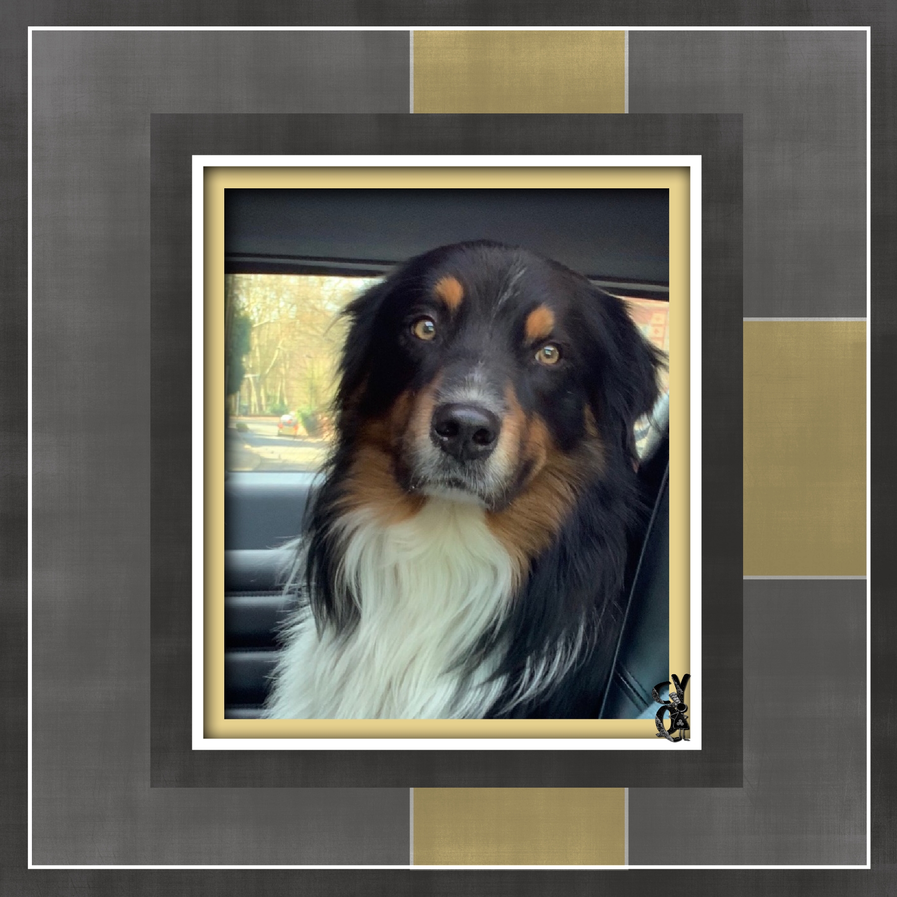 Chien berger australien.jpg