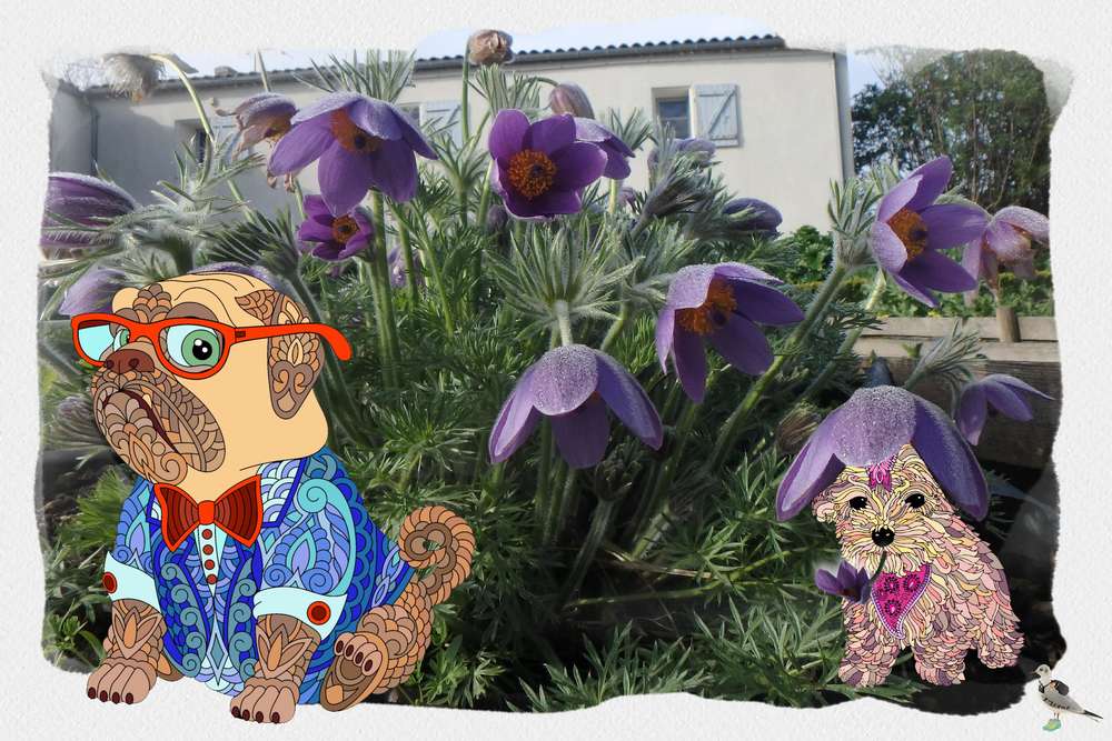 chiens au jardin.....