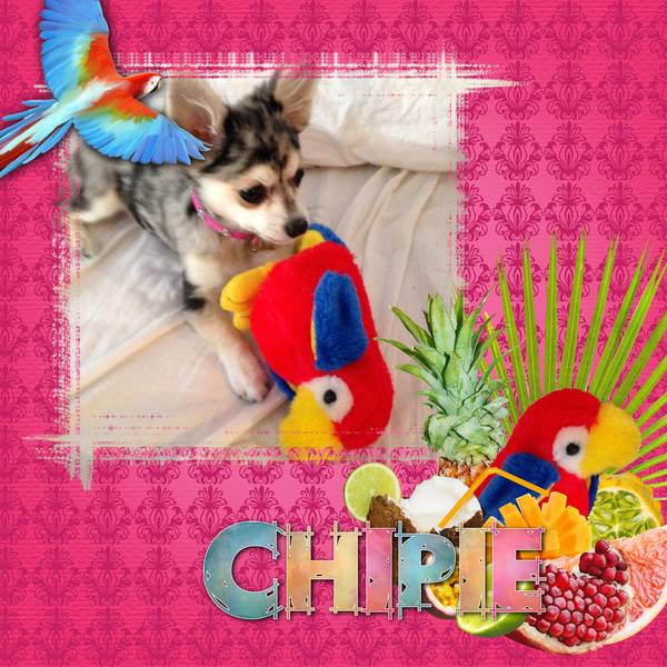 Chipie et son perroquet