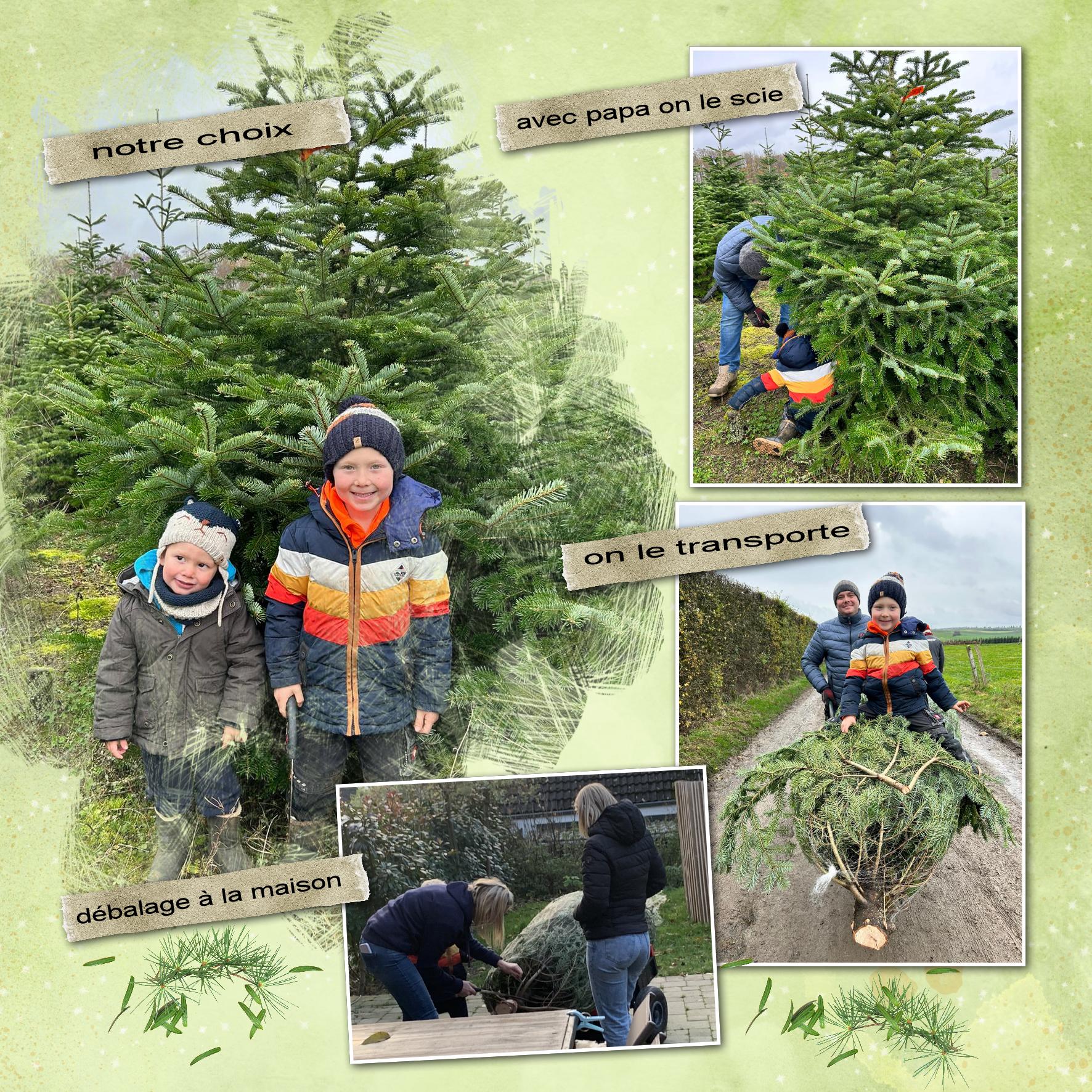 choisir le sapin.jpg