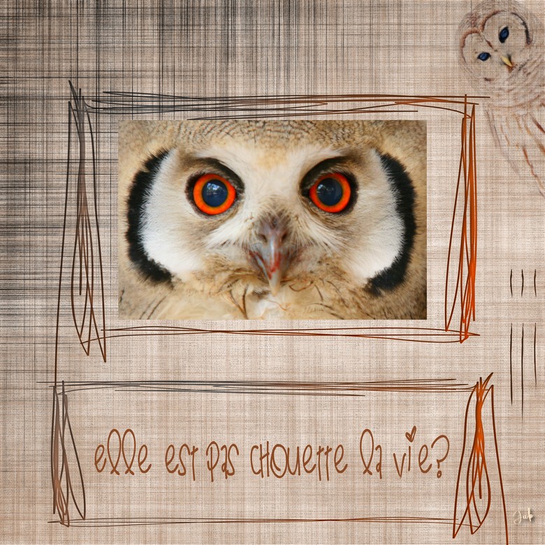 Chouette les yeux.jpg montage.jpg