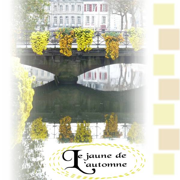 chrysanthèmes cascade