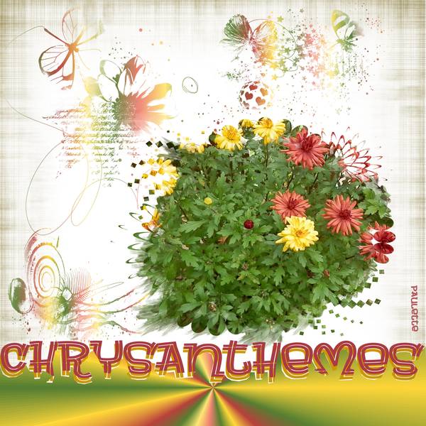chrysanthemes juin 2015
