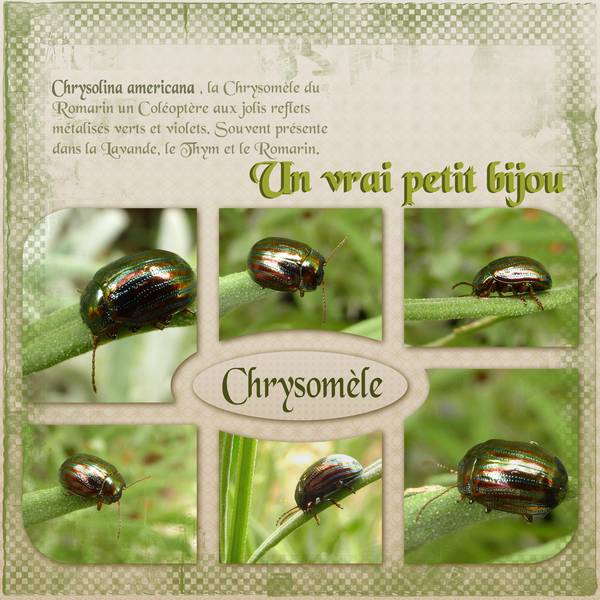 Chrysomèle du romarin