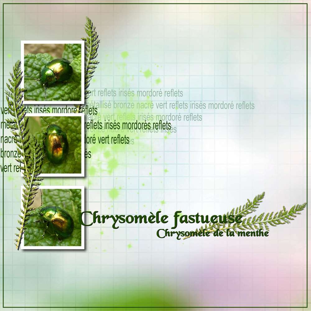 Chrysomèle fastueuse sur feuilles de menthe