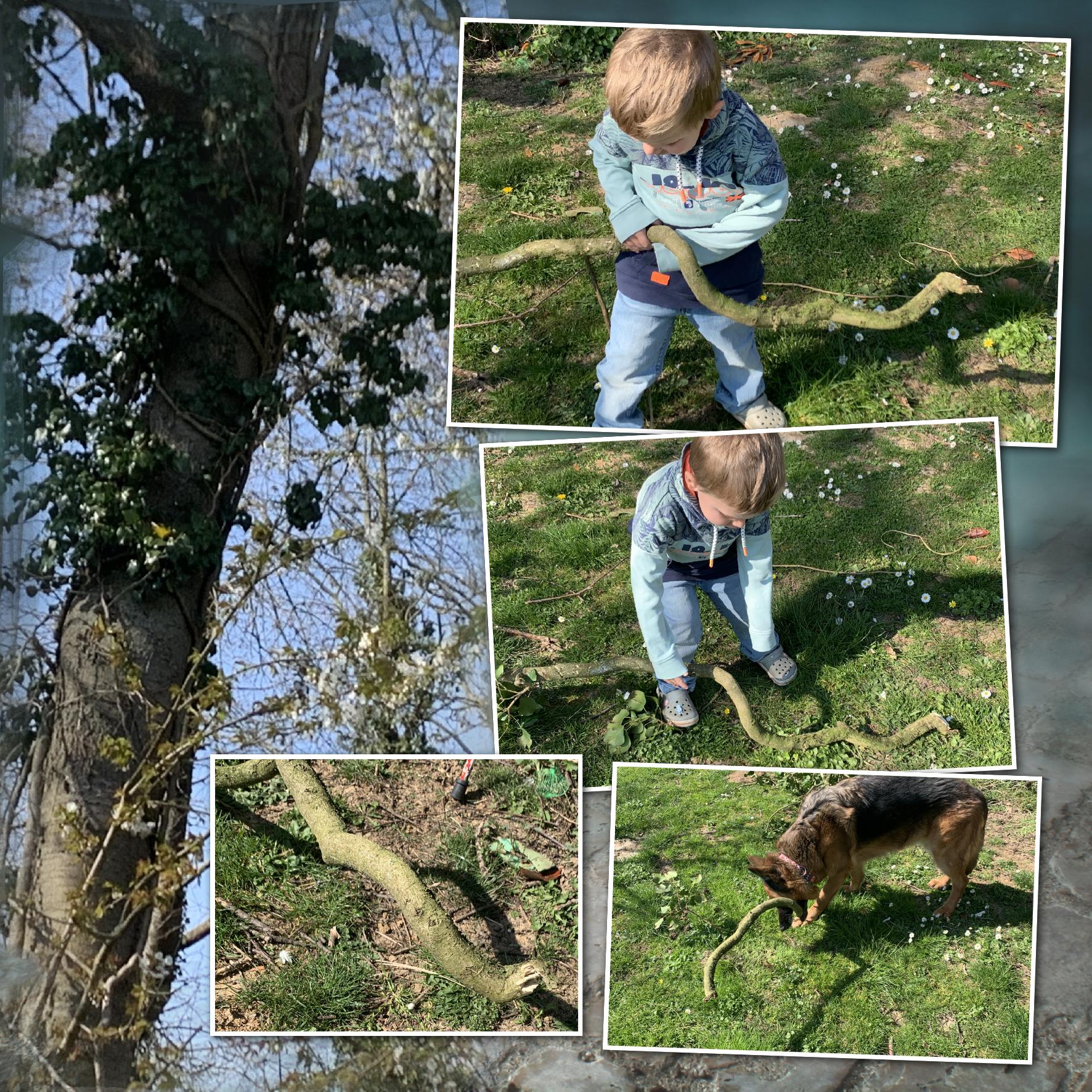 chute de branches.jpeg