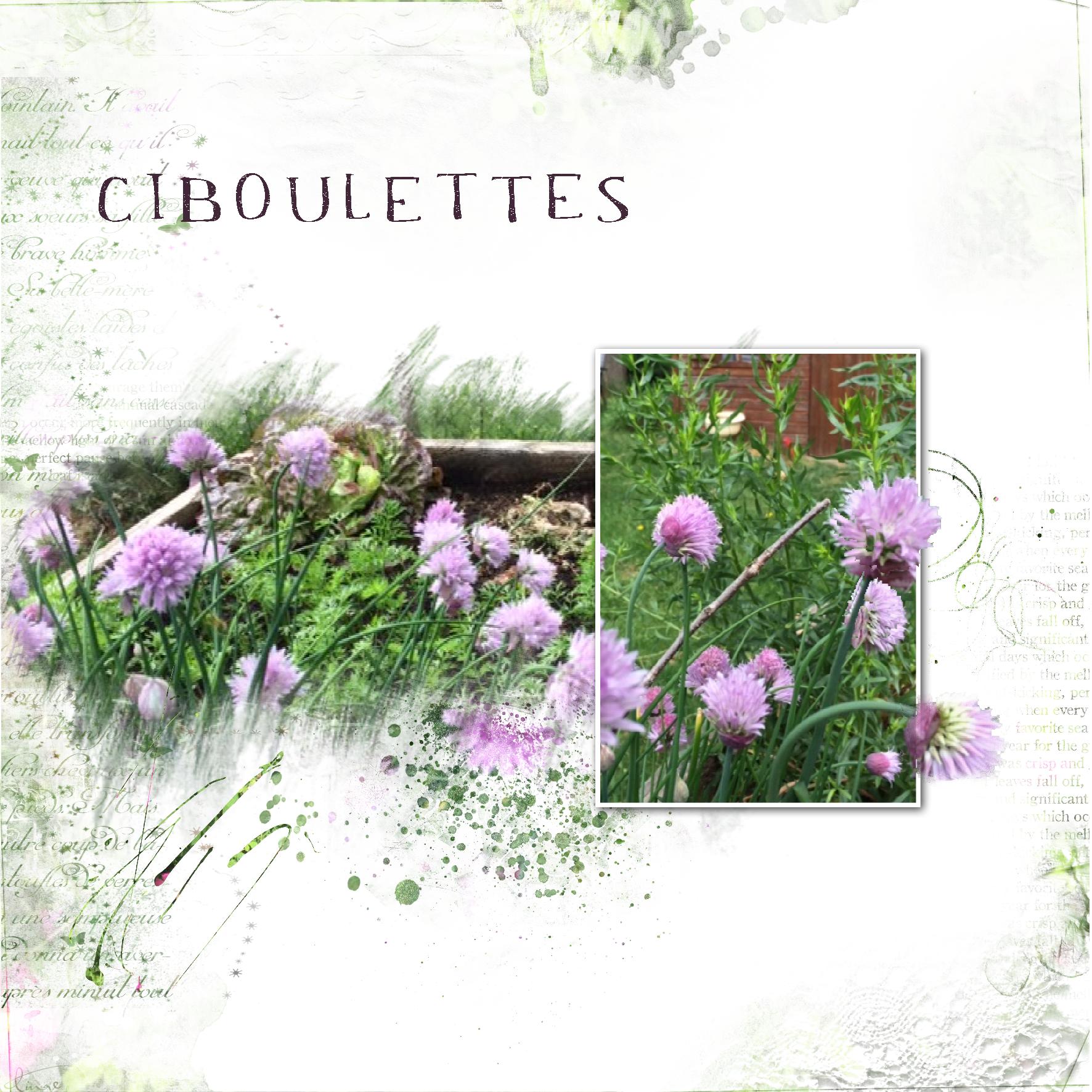 ciboulettes.jpg