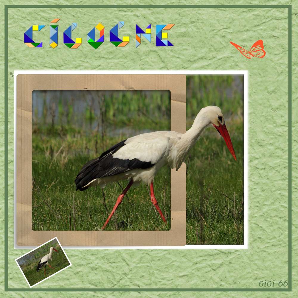 cigogne3