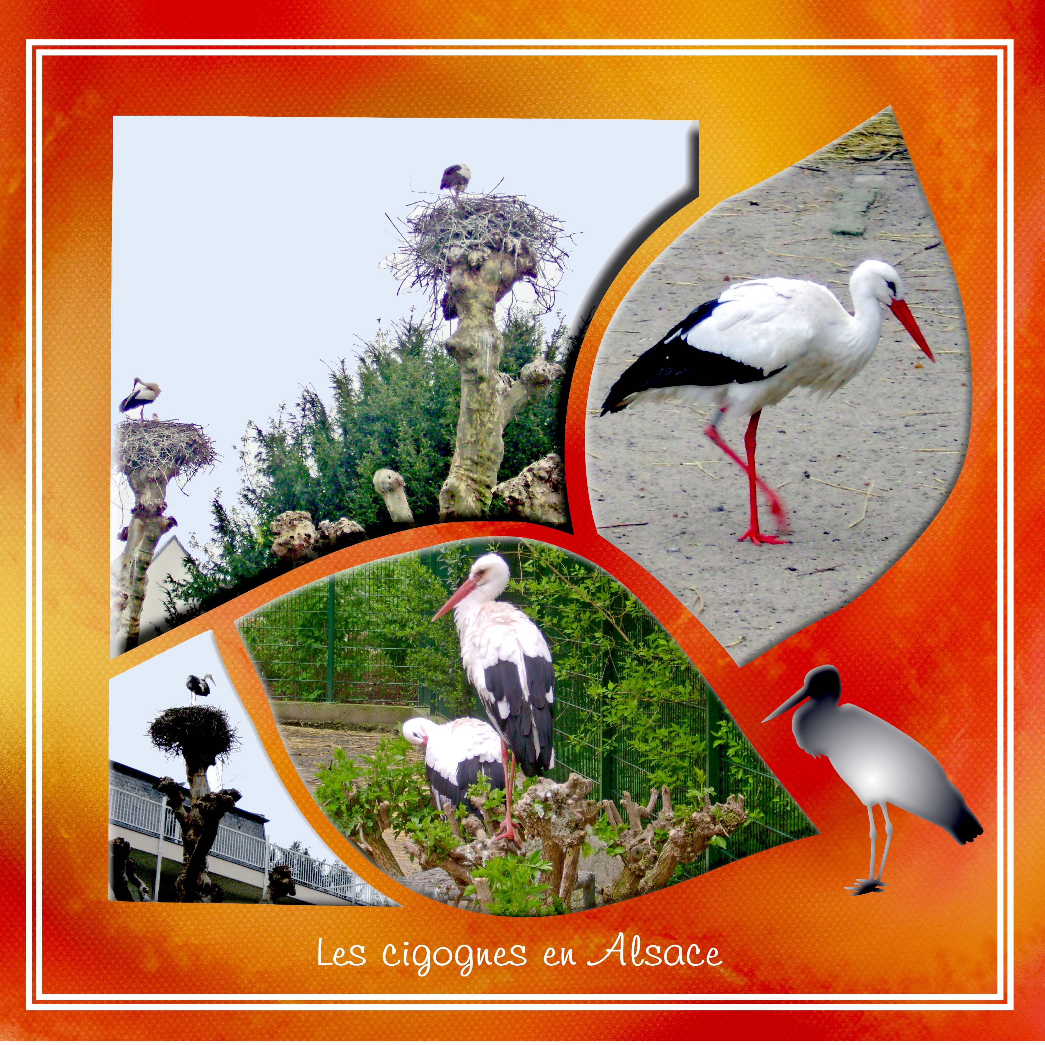 cigognes en alsace.jpg