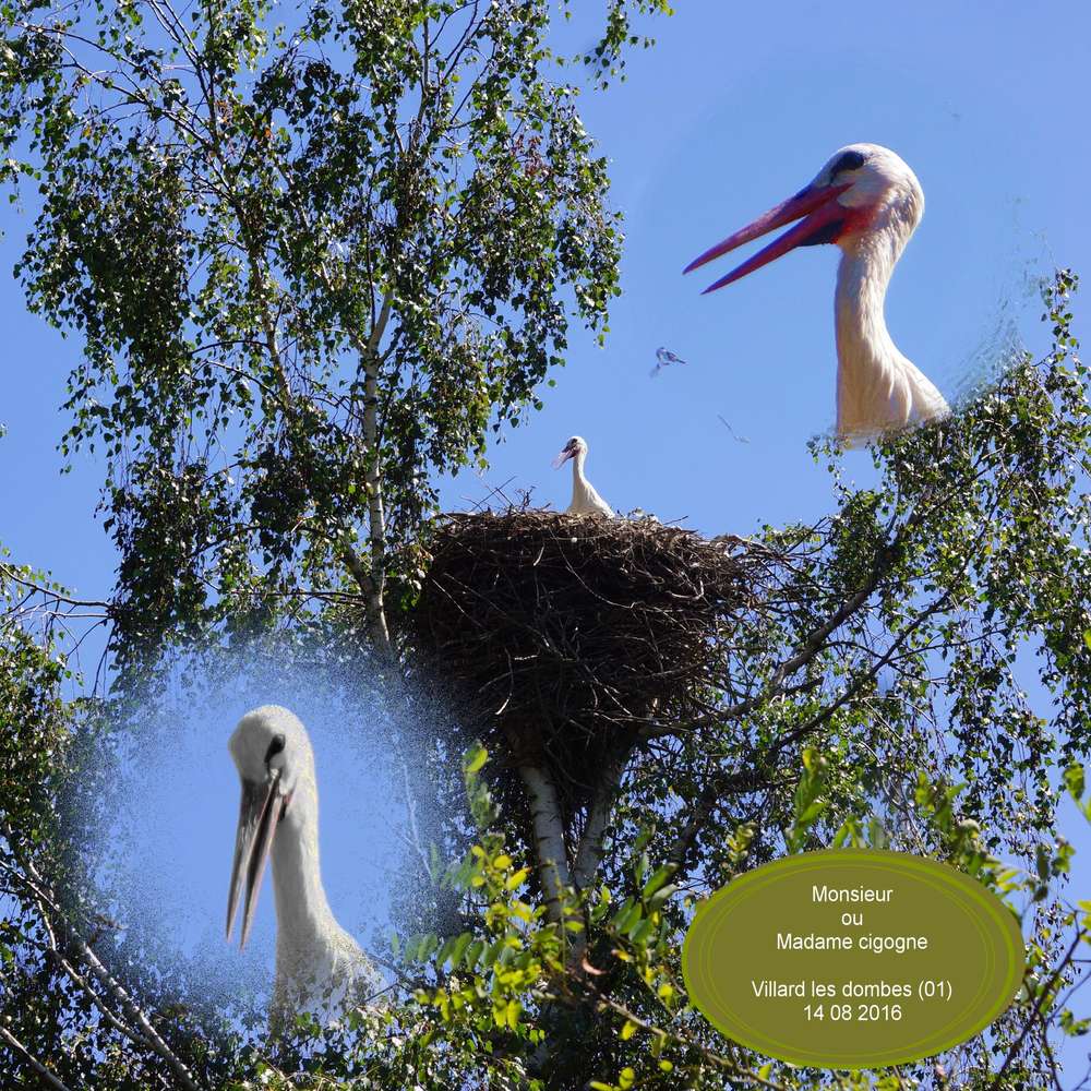 Cigognes
