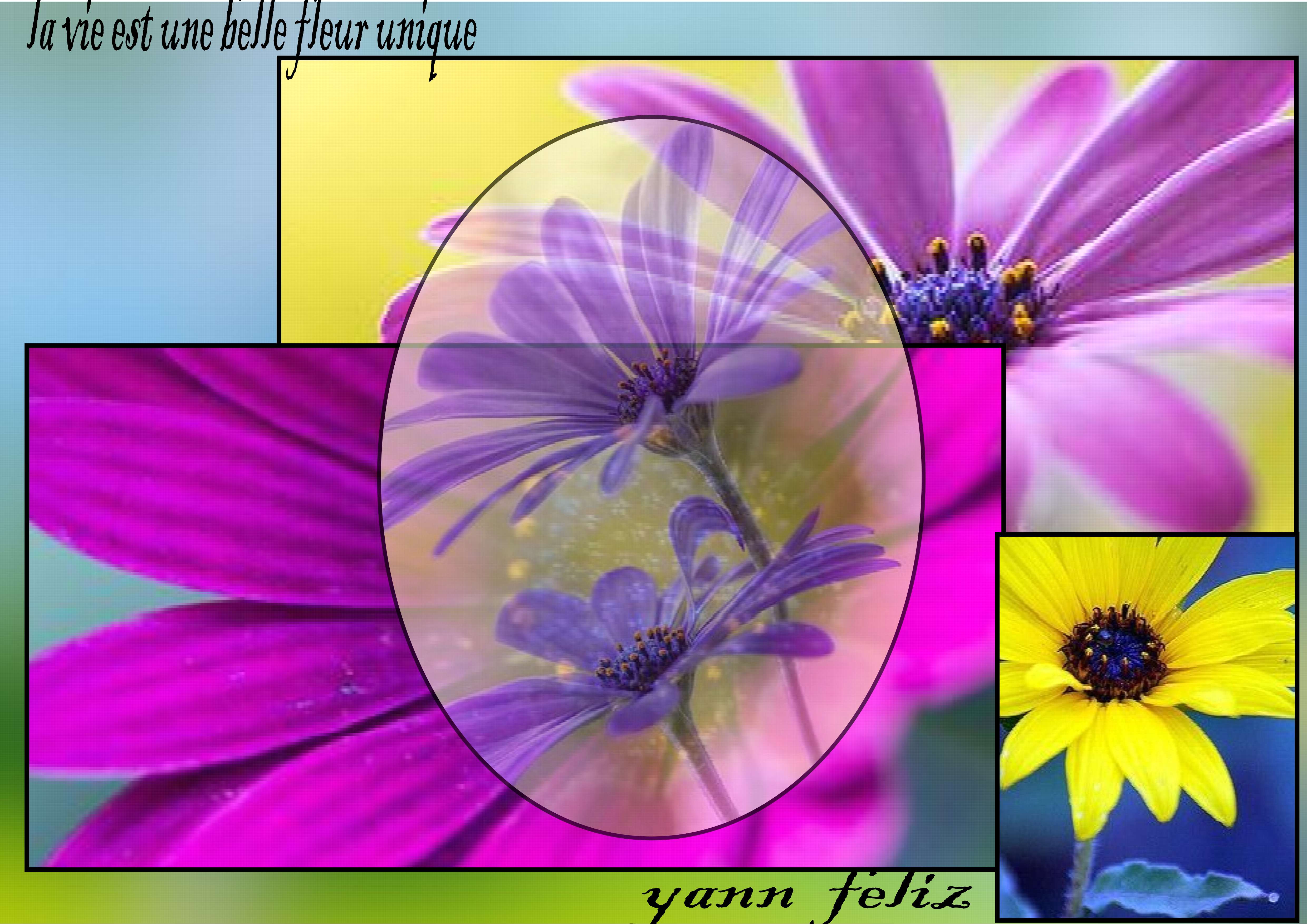 citation sur une fleur.jpg