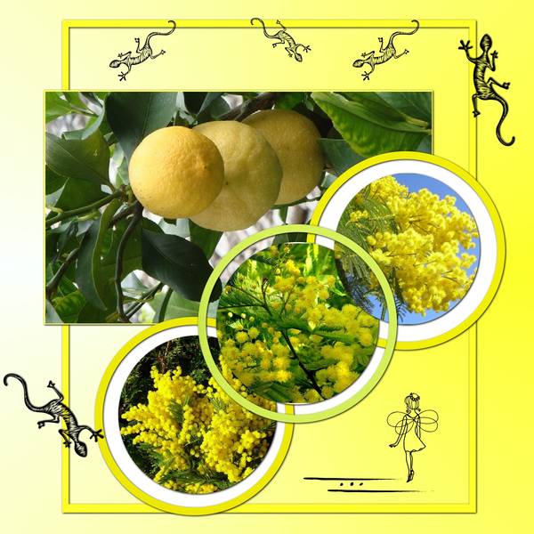 Citronnier_et_mimosa