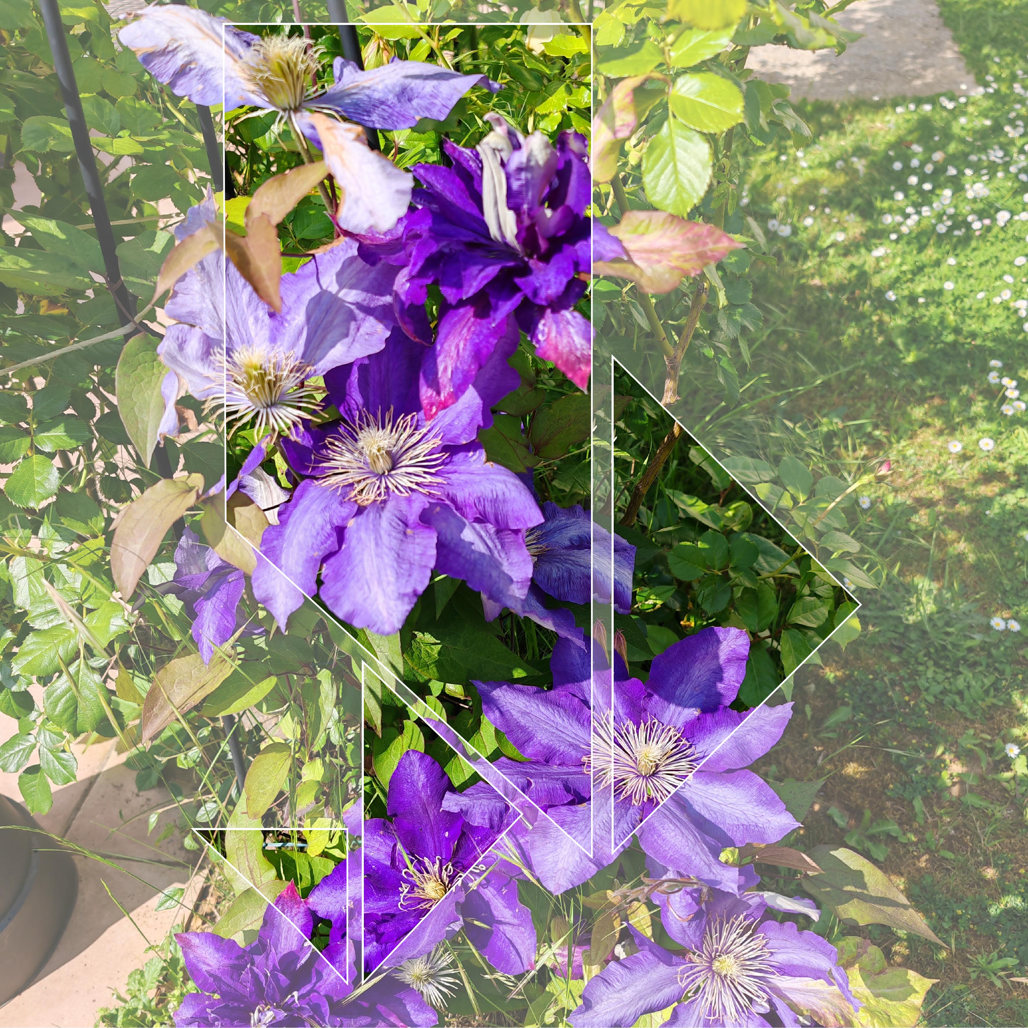 Clématite 10 05 2025 (page 5).jpg