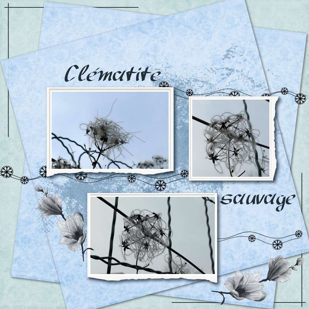 Clématite sauvage
