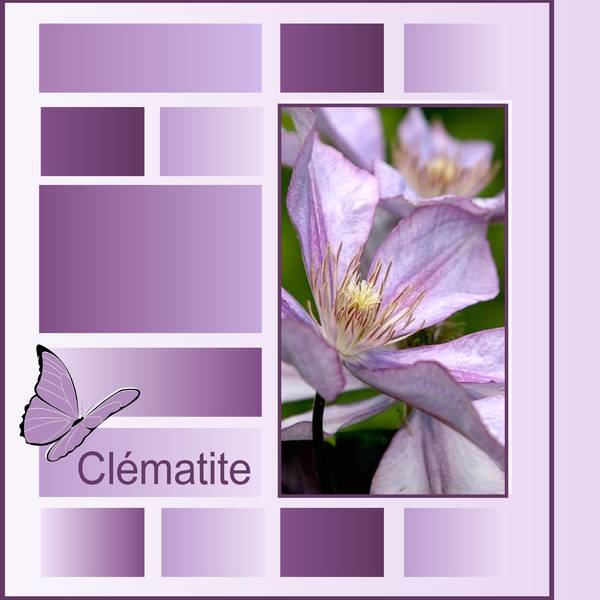 CLEMATITE